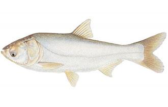 Silver carp